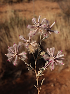 APII jpeg image of Ptilotus sessilifolius  © contact APII