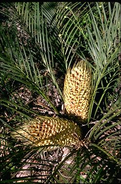 APII jpeg image of Macrozamia riedlei  © contact APII