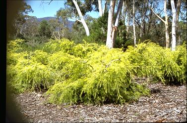 APII jpeg image of Melaleuca bracteata 'Golden Gem'  © contact APII