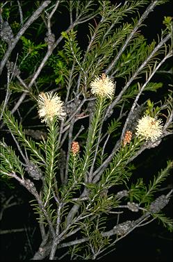 APII jpeg image of Melaleuca ericifolia  © contact APII