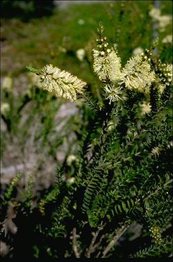 APII jpeg image of Melaleuca squarrosa  © contact APII