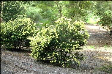 APII jpeg image of Melaleuca squarrosa  © contact APII