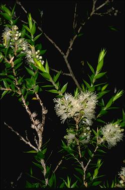 APII jpeg image of Melaleuca styphelioides  © contact APII