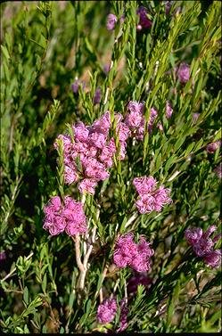 APII jpeg image of Melaleuca thymifolia  © contact APII