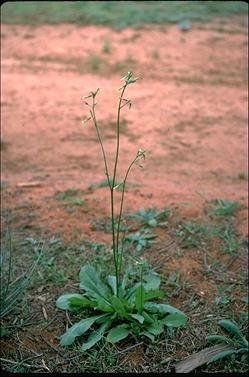 APII jpeg image of Nicotiana goodspeedii  © contact APII