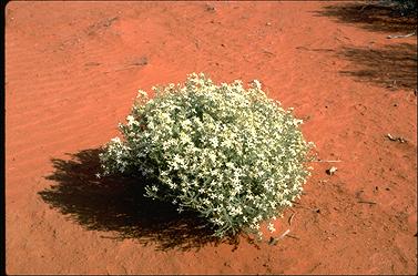 APII jpeg image of Olearia pimeleoides  © contact APII