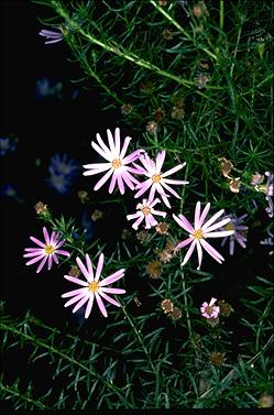 APII jpeg image of Olearia tenuifolia  © contact APII