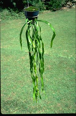 APII jpeg image of Ophioglossum pendulum  © contact APII