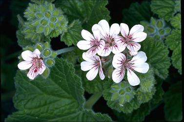 APII jpeg image of Pelargonium australe  © contact APII