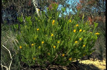 APII jpeg image of Persoonia acerosa  © contact APII