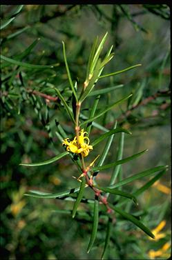 APII jpeg image of Persoonia mollis  © contact APII