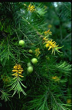 APII jpeg image of Persoonia pinifolia  © contact APII