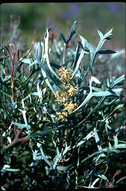 APII jpeg image of Petrophile glauca  © contact APII