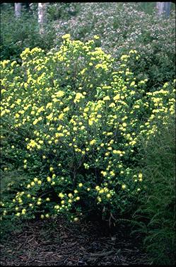 APII jpeg image of Leionema rotundifolium  © contact APII