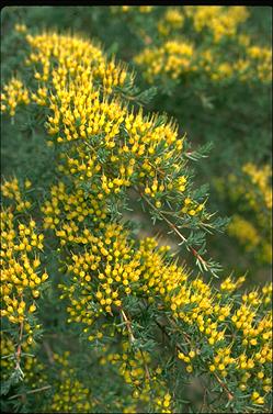 APII jpeg image of Homoranthus flavescens  © contact APII