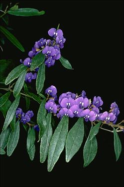 APII jpeg image of Hovea elliptica  © contact APII