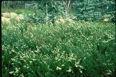 APII jpeg image of Kunzea 'Badja Carpet'  © contact APII