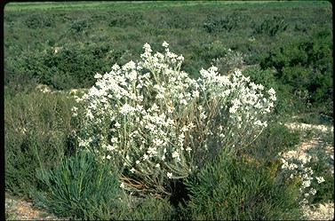 APII jpeg image of Lachnostachys eriobotrya  © contact APII