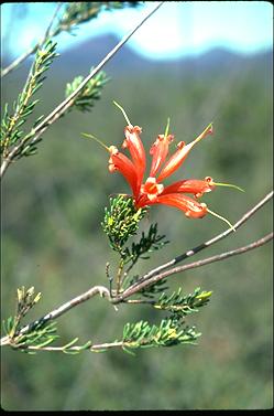 APII jpeg image of Lambertia ericifolia  © contact APII