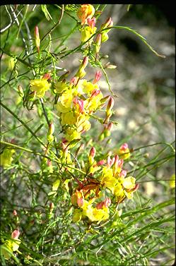 APII jpeg image of Lechenaultia linarioides  © contact APII