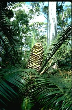 APII jpeg image of Lepidozamia peroffskyana  © contact APII