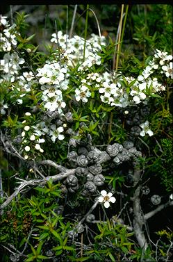 APII jpeg image of Leptospermum juniperum  © contact APII