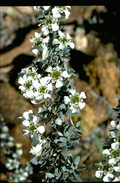 APII jpeg image of Leptospermum lanigerum  © contact APII