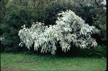 APII jpeg image of Leptospermum polygalifolium 'Pacific Beauty'  © contact APII