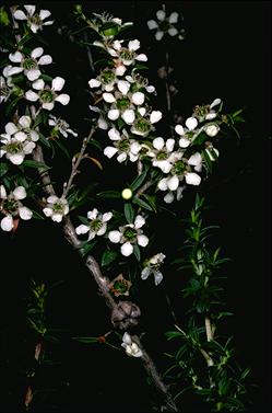 APII jpeg image of Leptospermum rupestre  © contact APII