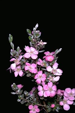 APII jpeg image of Leptospermum sericeum  © contact APII