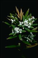 Leucopogon lanceolatus - click for larger image