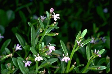 APII jpeg image of Lobelia anceps  © contact APII