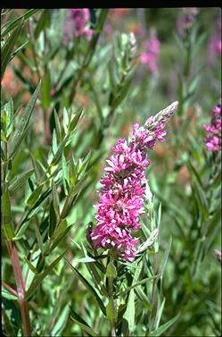 APII jpeg image of Lythrum salicaria  © contact APII