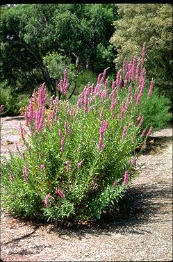 APII jpeg image of Lythrum salicaria  © contact APII