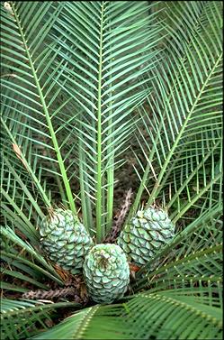 APII jpeg image of Macrozamia communis  © contact APII