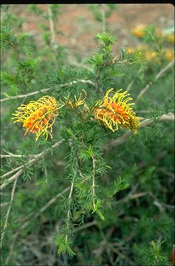 APII jpeg image of Grevillea tenuiloba  © contact APII