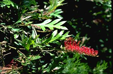 APII jpeg image of Grevillea x gaudichaudii  © contact APII