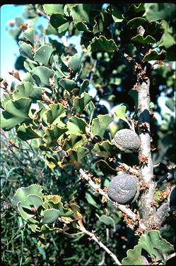 APII jpeg image of Hakea brownii  © contact APII