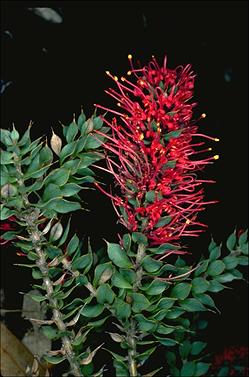 APII jpeg image of Hakea myrtoides  © contact APII