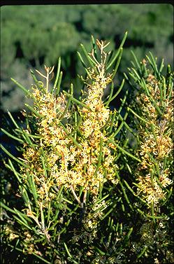 APII jpeg image of Hakea platysperma  © contact APII