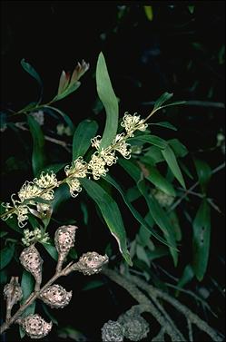 APII jpeg image of Hakea salicifolia  © contact APII