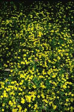 APII jpeg image of Hibbertia pedunculata  © contact APII