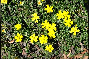 APII jpeg image of Hibbertia vestita  © contact APII