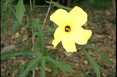 APII jpeg image of Hibiscus diversifolia  © contact APII