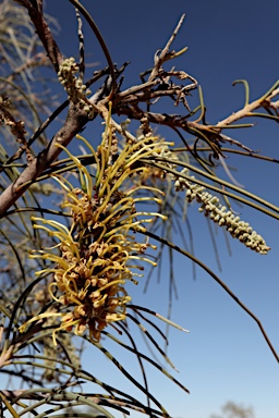 APII jpeg image of Hakea lorea subsp. lorea  © contact APII