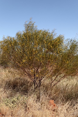 APII jpeg image of Acacia ancistrocarpa  © contact APII