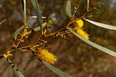 APII jpeg image of Acacia ancistrocarpa  © contact APII