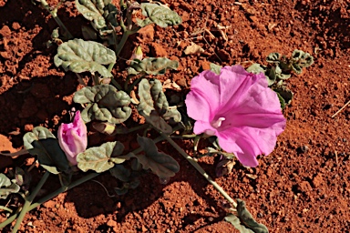 APII jpeg image of Ipomoea muelleri  © contact APII