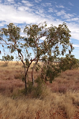 APII jpeg image of Corymbia terminalis  © contact APII