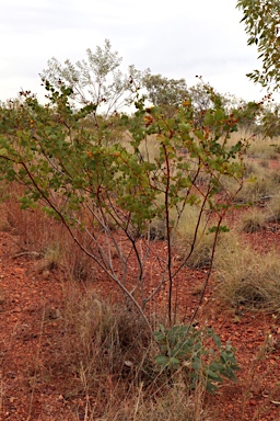 APII jpeg image of Acacia retivenea subsp. retivenea  © contact APII